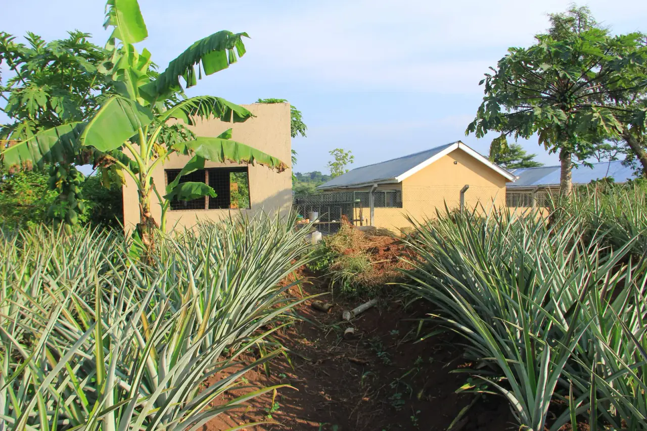Pineapple, banana & fruit plots · Kyankwanzi