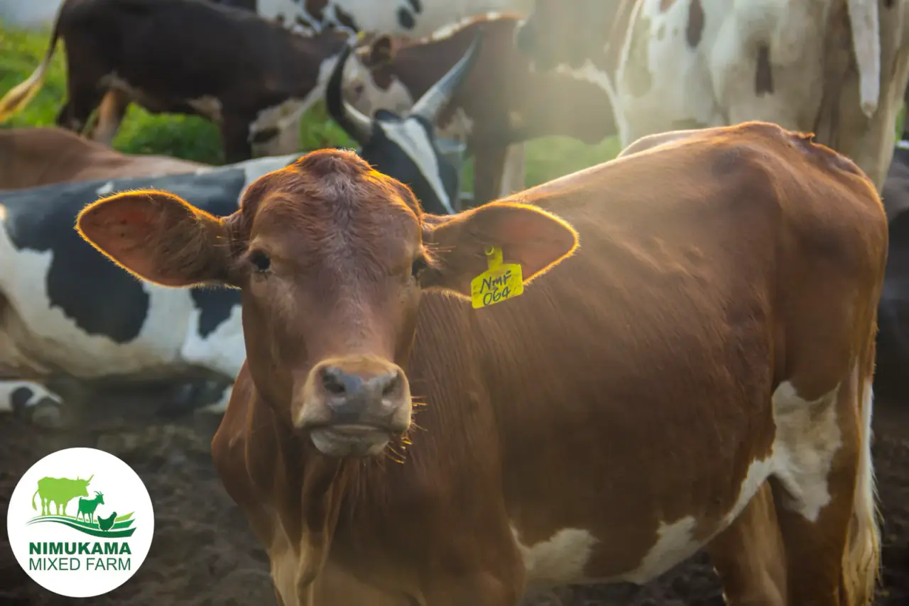 Cattle at Nimukama Mixed Farm