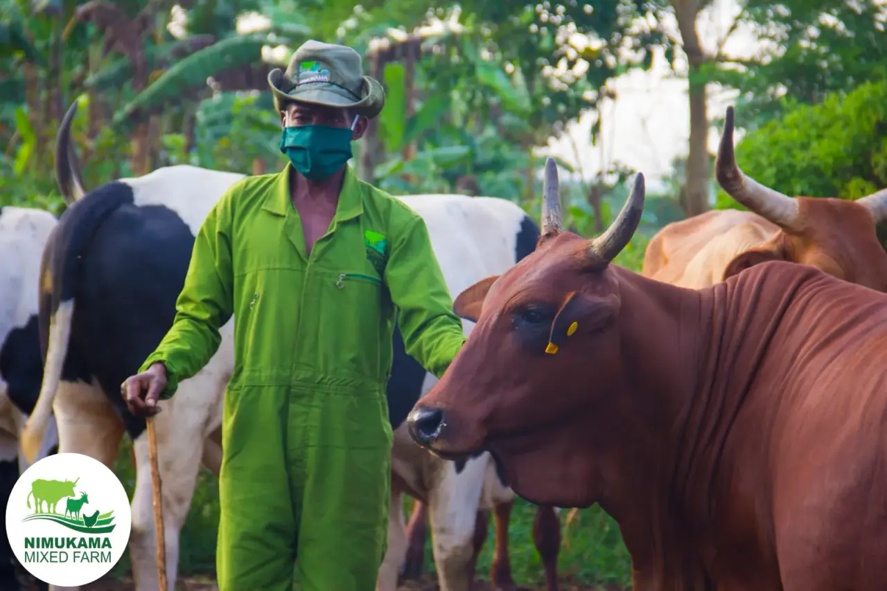 Cattle at Nimukama Mixed Farm