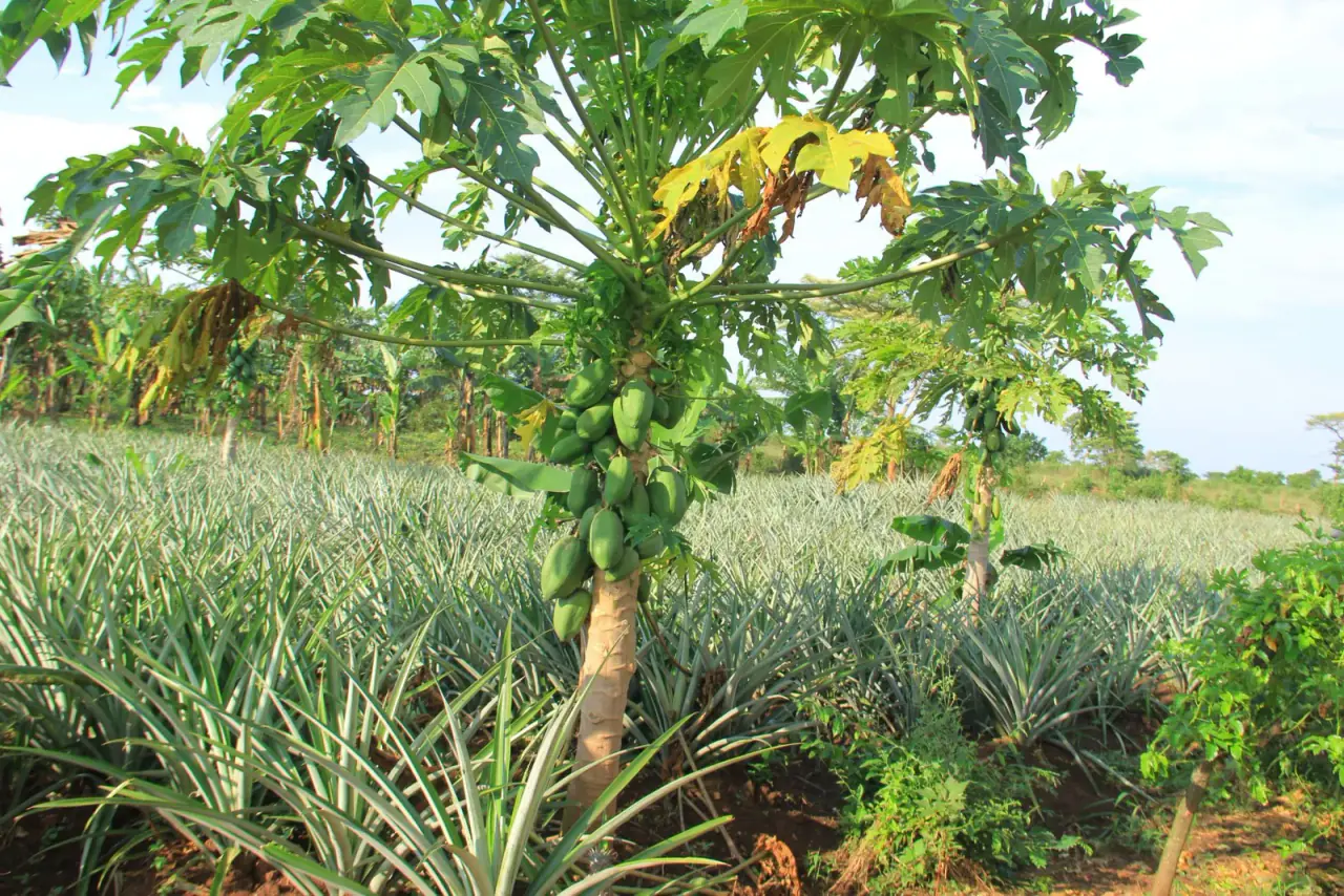 Pineapple, banana & fruit plots · Kyankwanzi