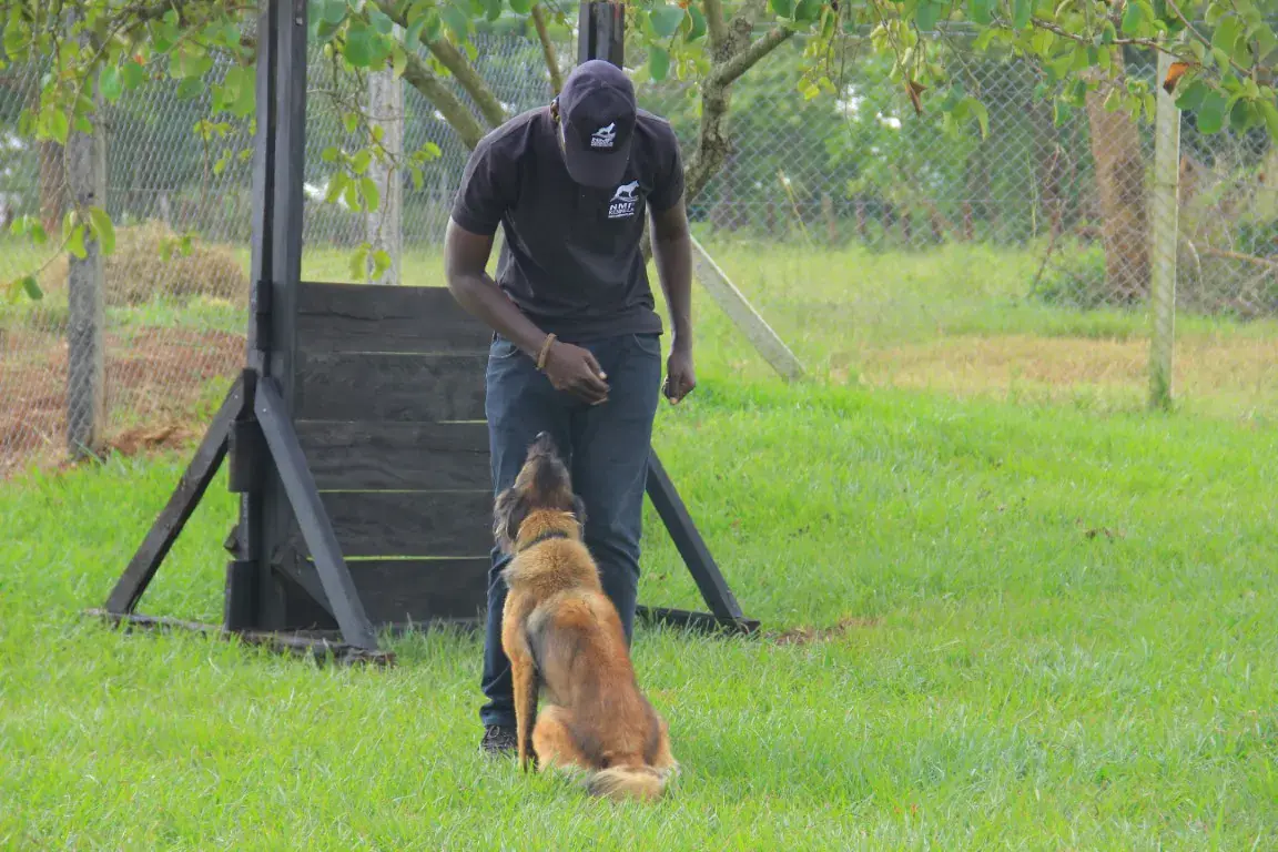 Working & protection dogs · NMF Kennels