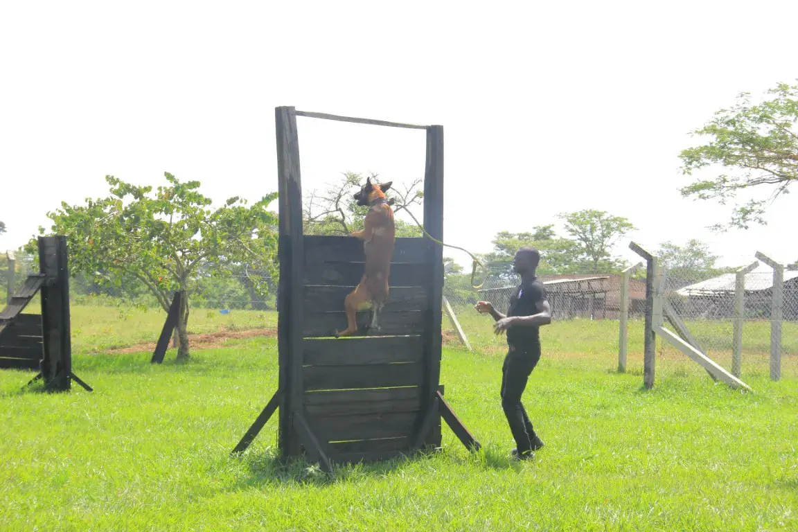 Working & protection dogs · NMF Kennels