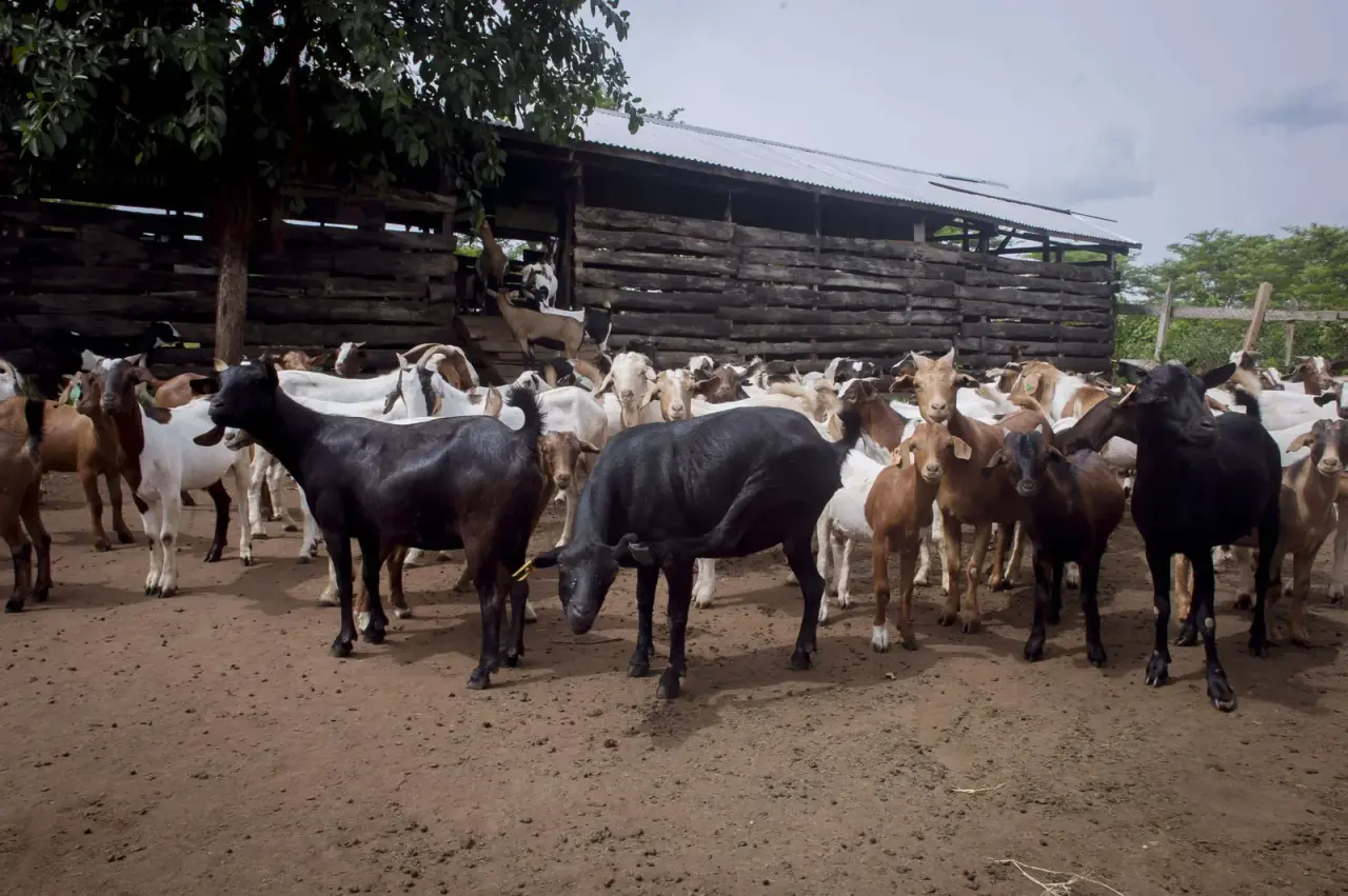 Goats at Nimukama Mixed Farm