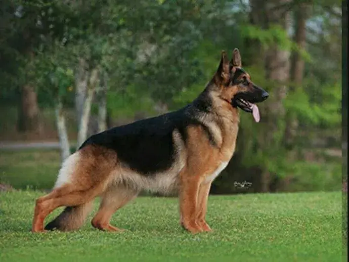 Working & protection dogs · NMF Kennels