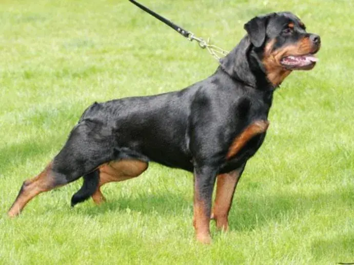 Working & protection dogs · NMF Kennels