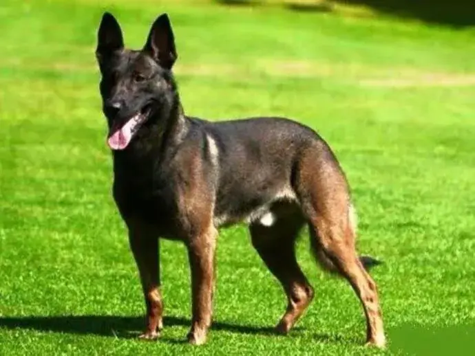 Working & protection dogs · NMF Kennels