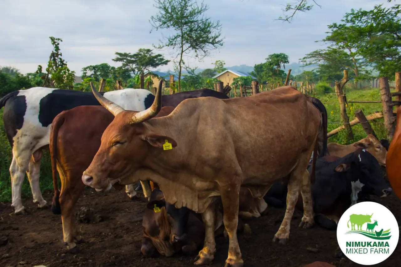 The Nimukama Mixed Farm cattle herd at Kyankwanzi