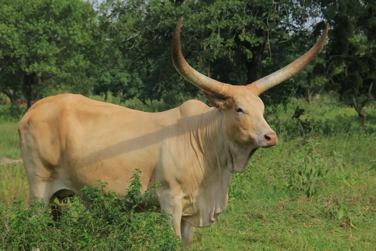 Ankole cattle at Nimukama Mixed Farm