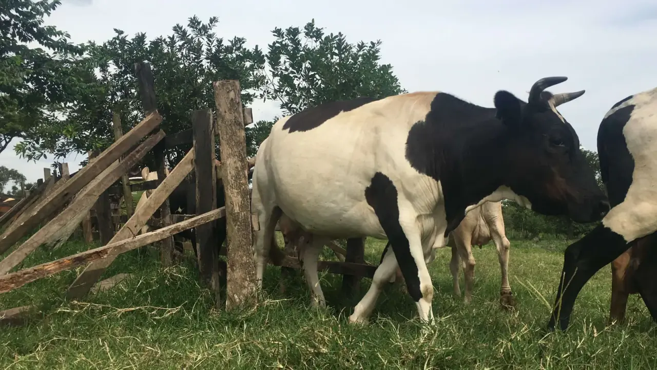 Friesian cattle at Nimukama Mixed Farm
