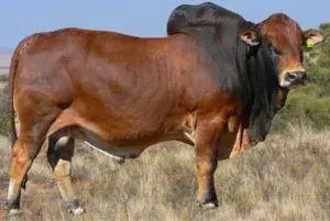 Boran cattle at Nimukama Mixed Farm