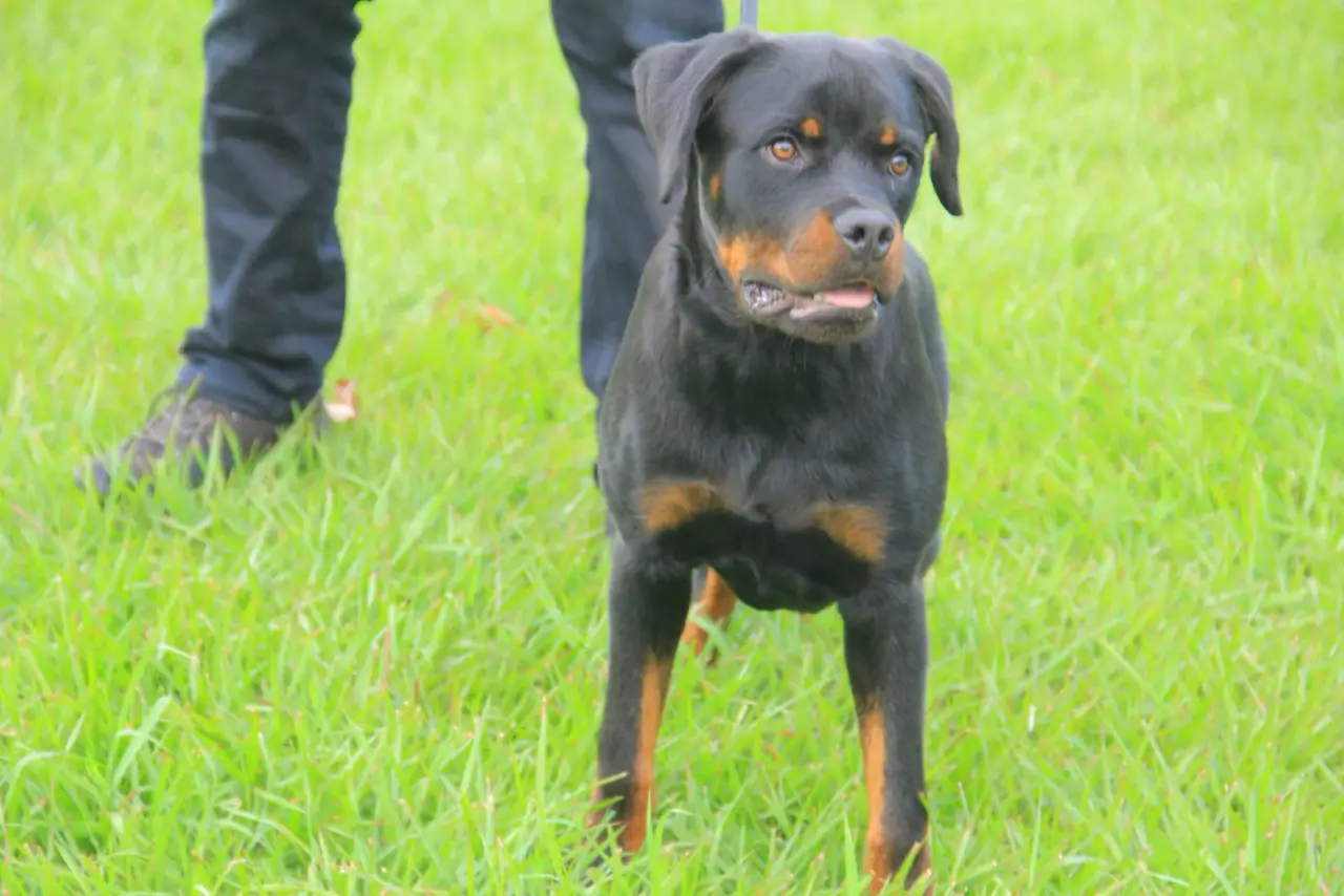 Working & protection dogs · NMF Kennels