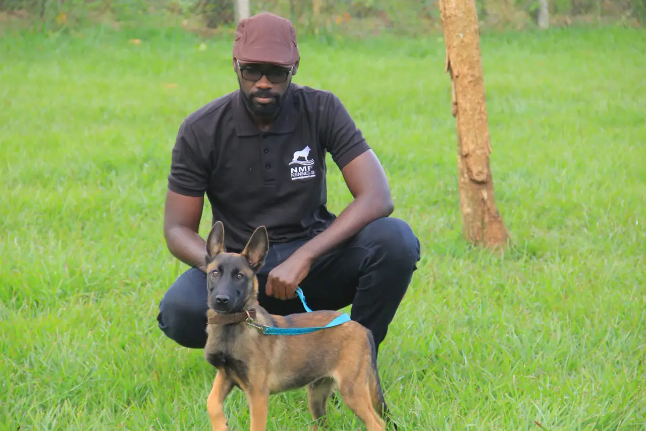 Working & protection dogs · NMF Kennels