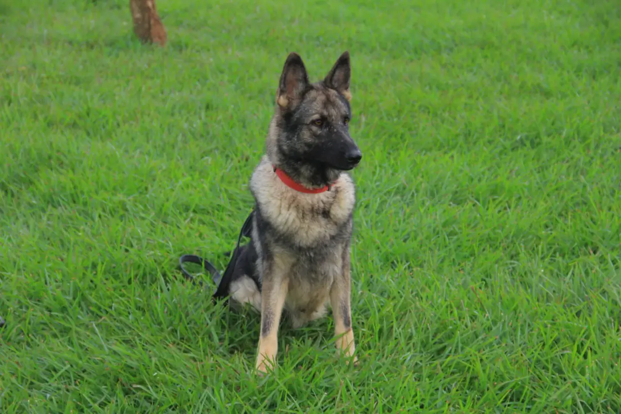 Working & protection dogs · NMF Kennels