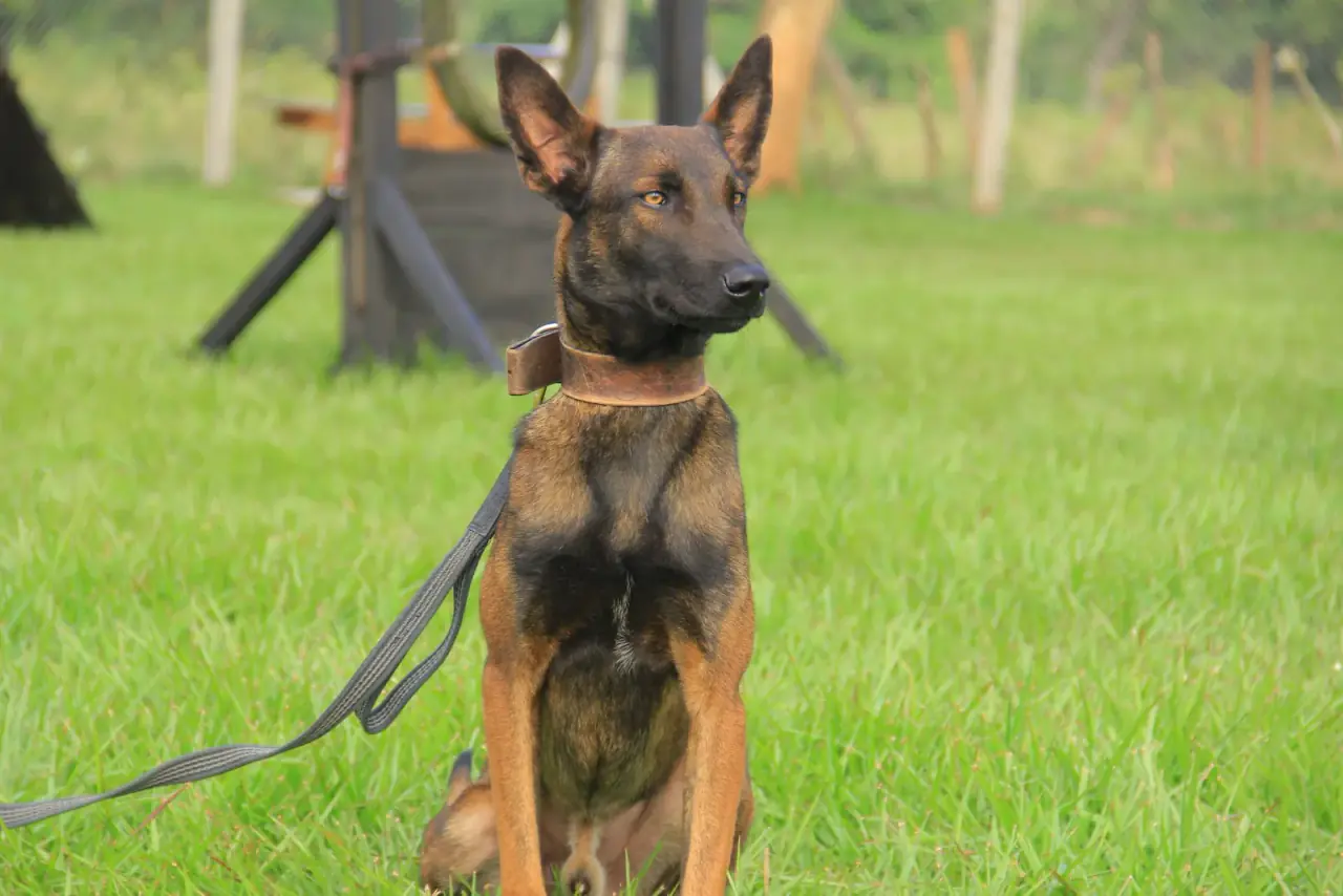 Working & protection dogs · NMF Kennels