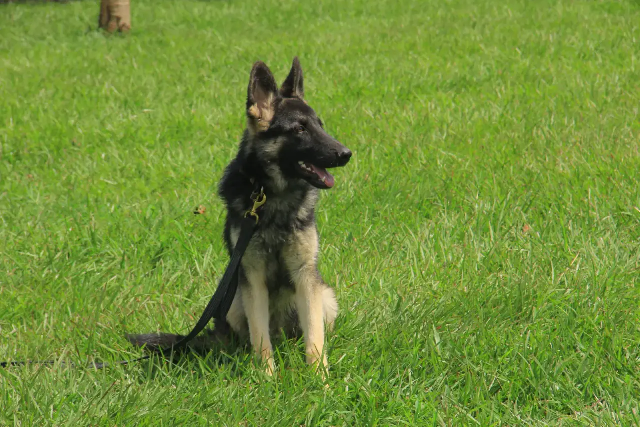 Working & protection dogs · NMF Kennels