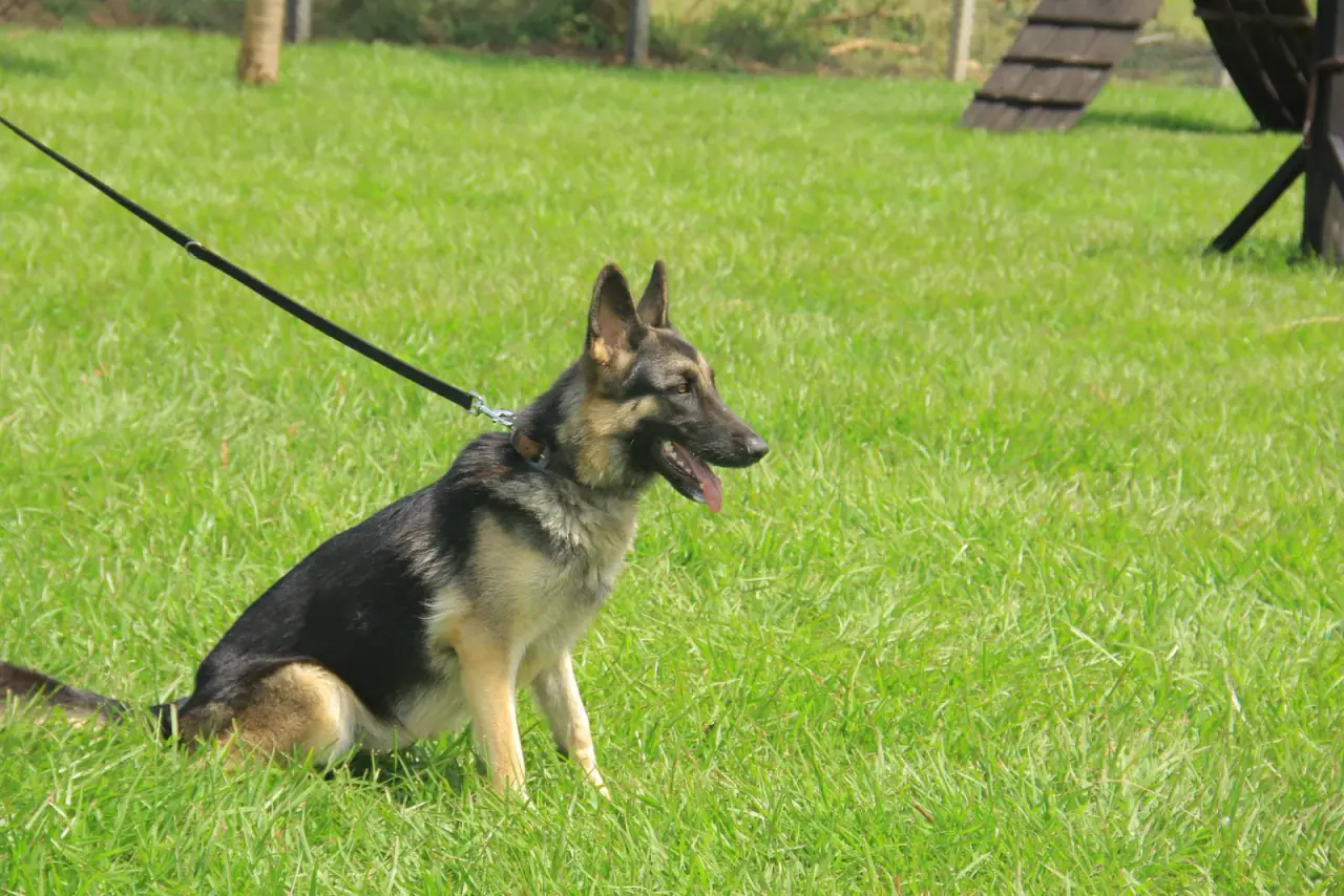 Working & protection dogs · NMF Kennels