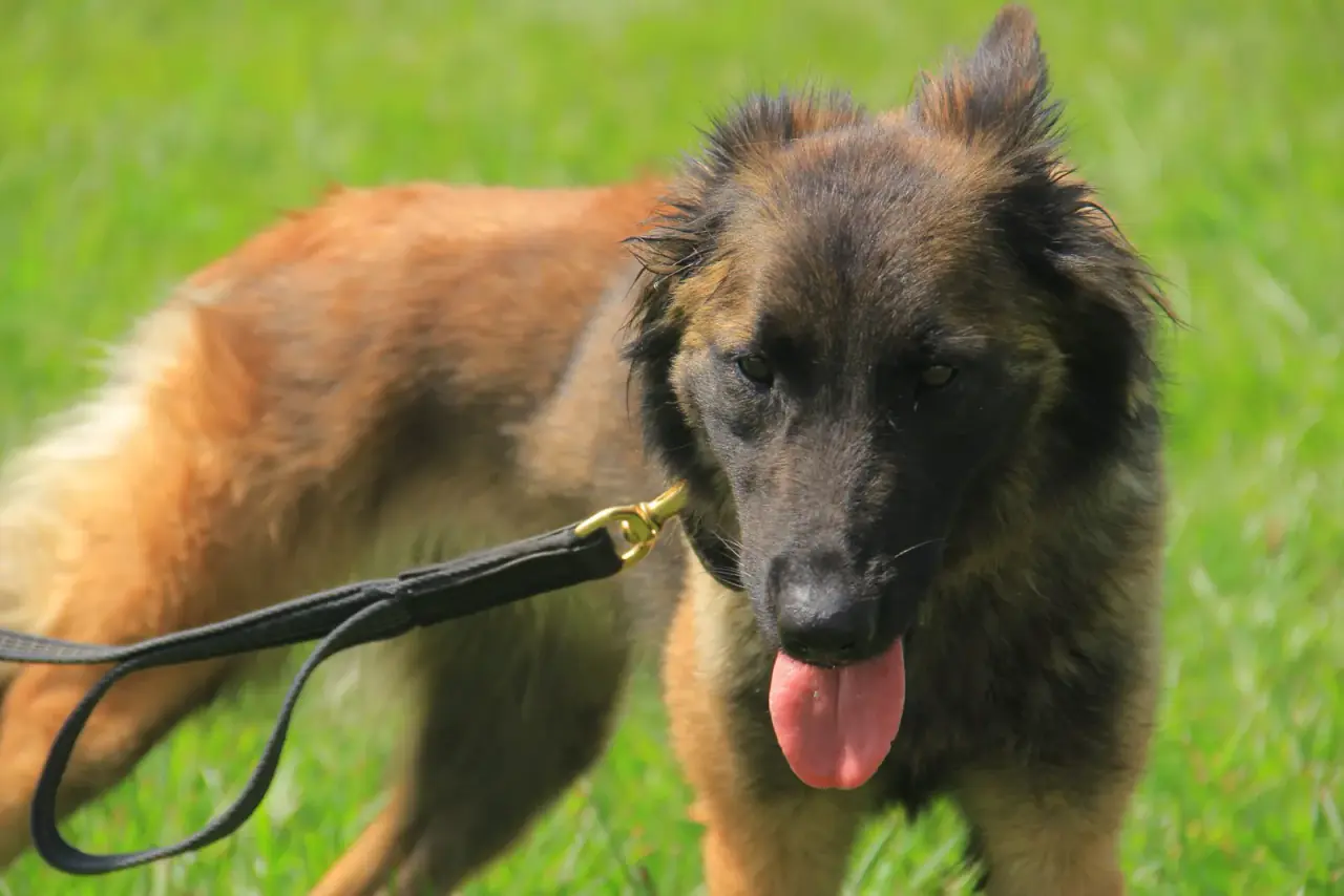 Working & protection dogs · NMF Kennels