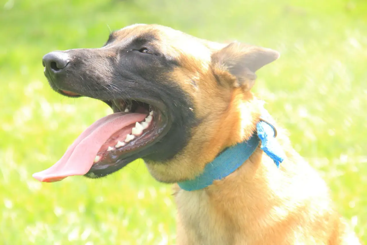 Working & protection dogs · NMF Kennels