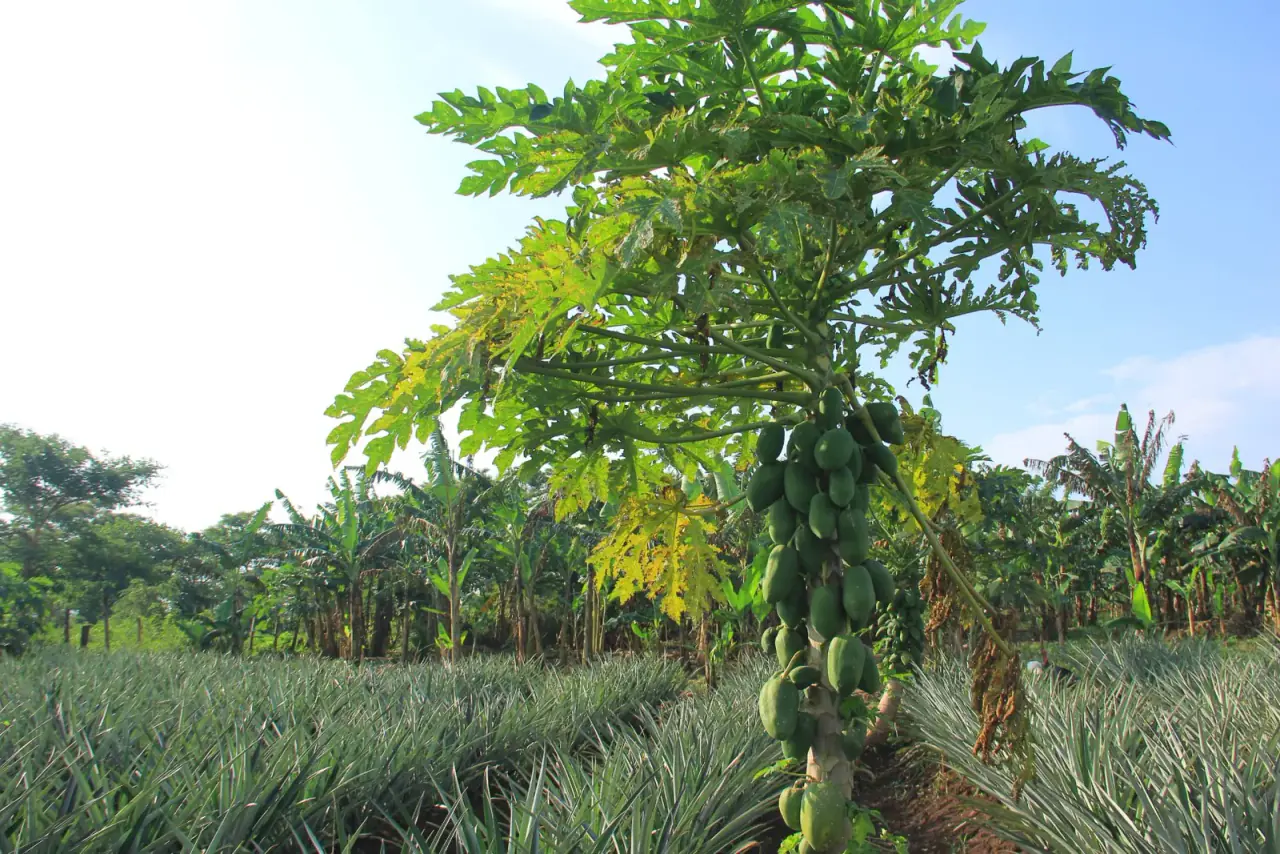 Pineapples at Nimukama Mixed Farm, Kyankwanzi