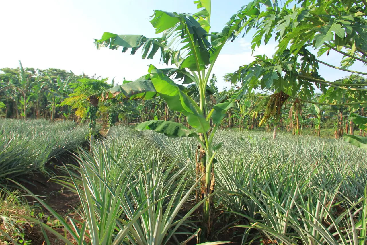 Pineapple, banana & fruit plots · Kyankwanzi