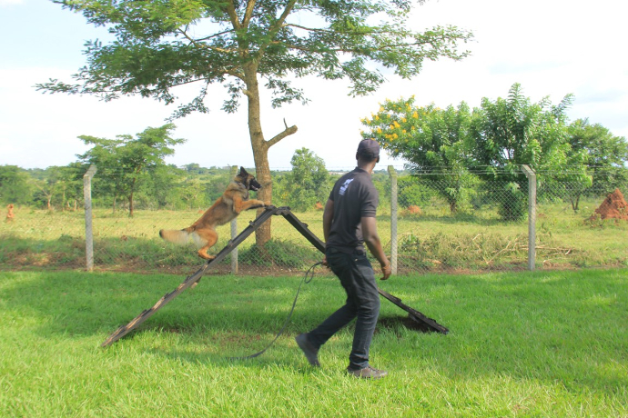 K9 Agility & Obstacle Course