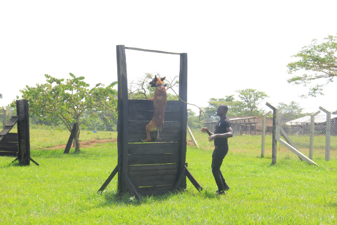 Attack Dog Command Drills