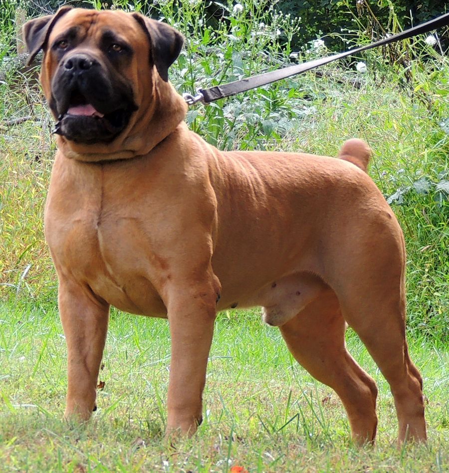 Boerboel — obedient, intelligent and powerfully protective
