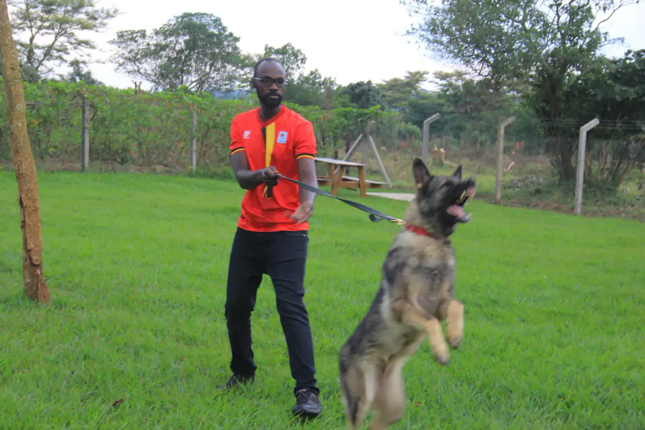 A working dog at NMF Kennels