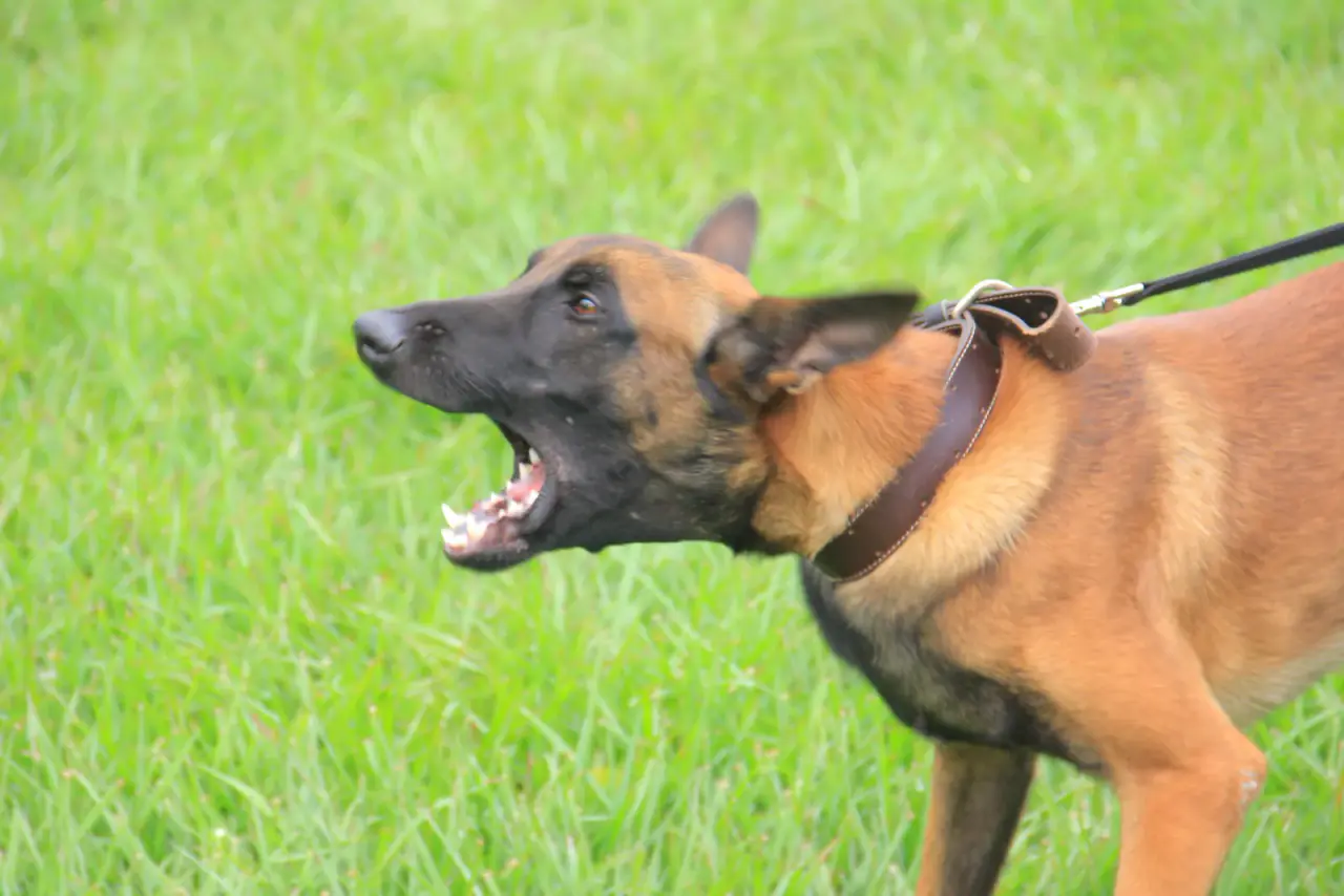 A working dog at NMF Kennels