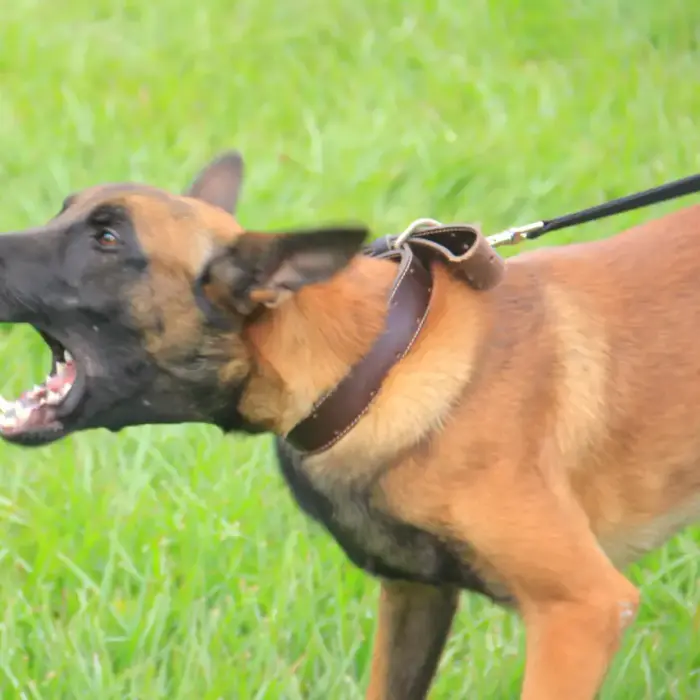 Working & protection dogs · NMF Kennels