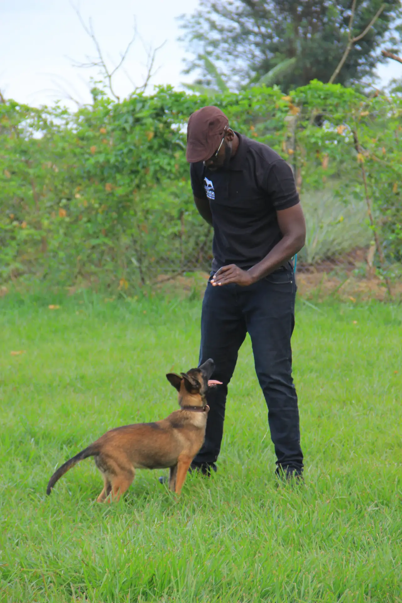 Belgian Malinois at NMF Kennels