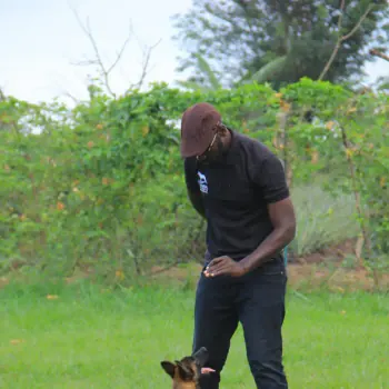 Working & protection dogs · NMF Kennels