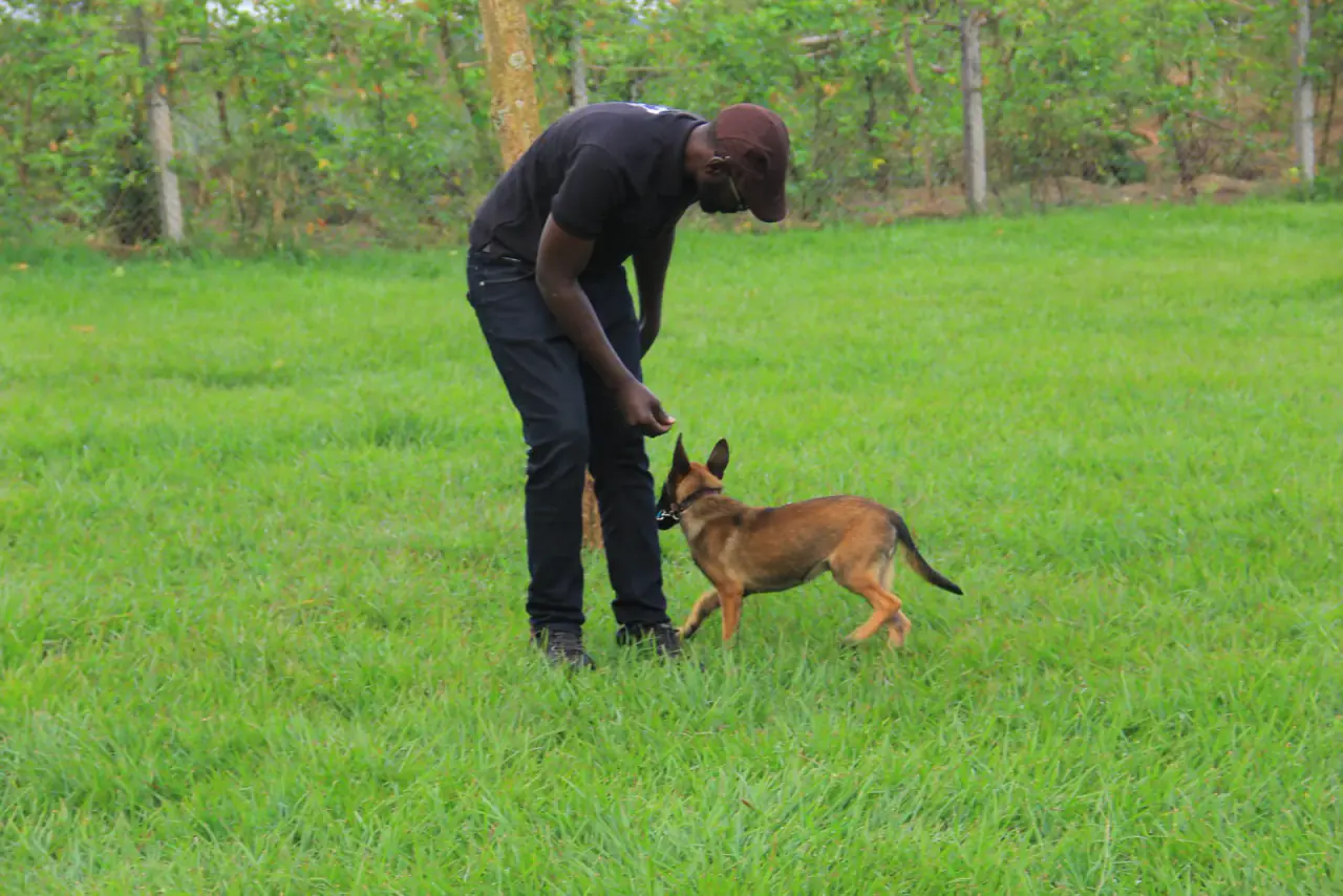 A working dog at NMF Kennels