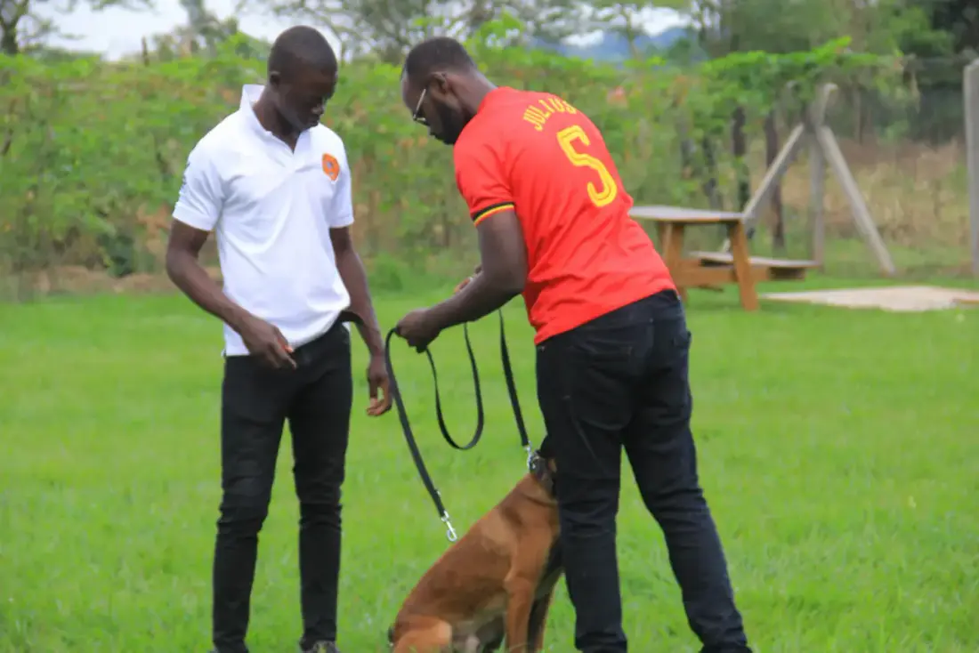 Handlers working dogs at NMF Kennels, Kyankwanzi