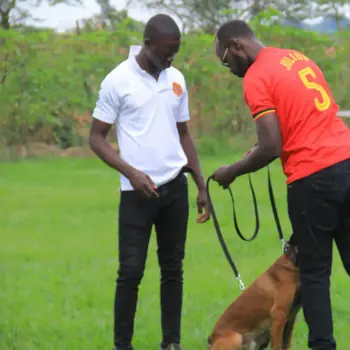 Working & protection dogs · NMF Kennels