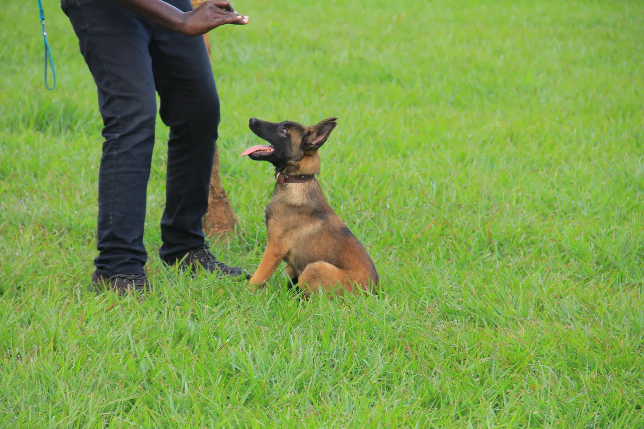 Puppy Foundations