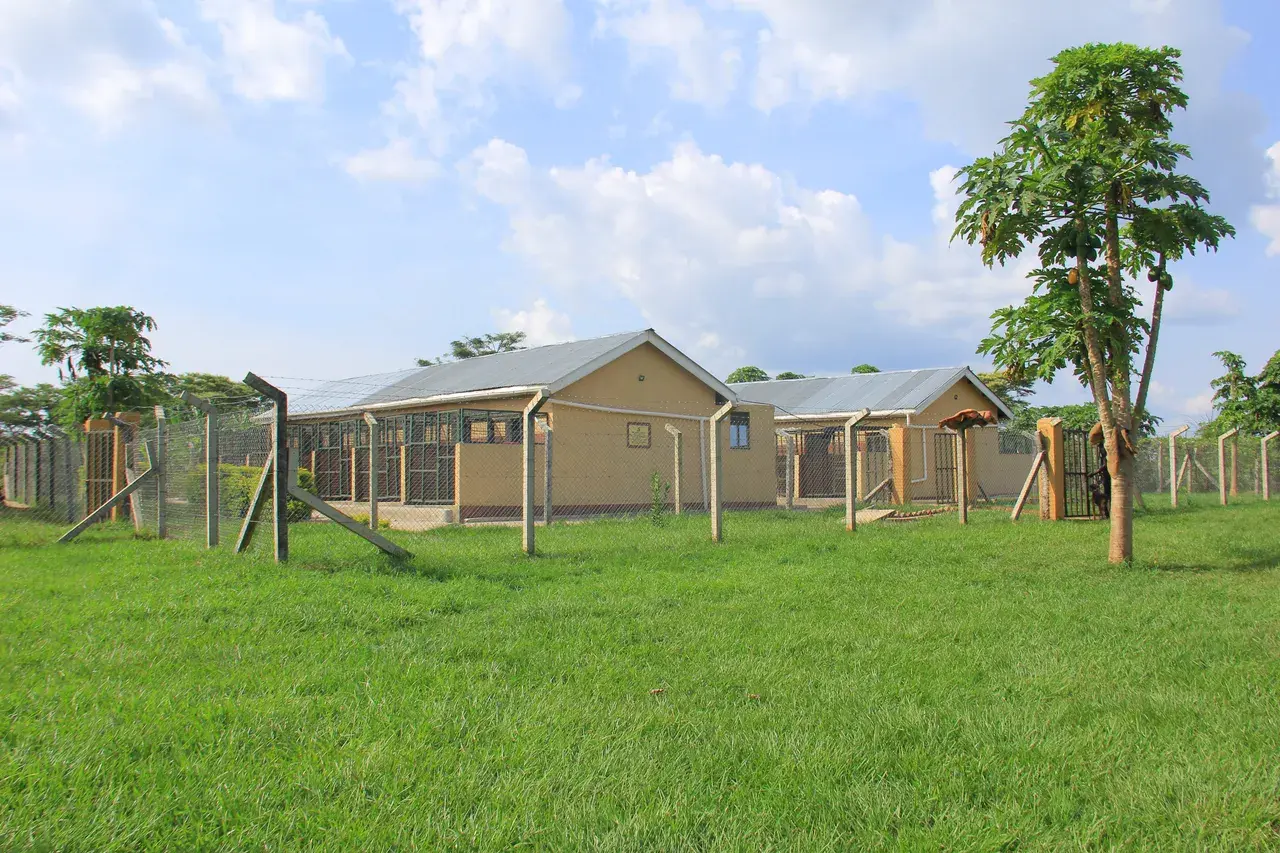 NMF Kennels facility at Nimukama Mixed Farm, Kyankwanzi