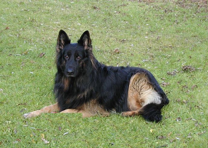 Long Haired — Alt Deutsche Schäferhund