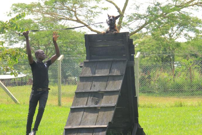 Handler Transition Exercises