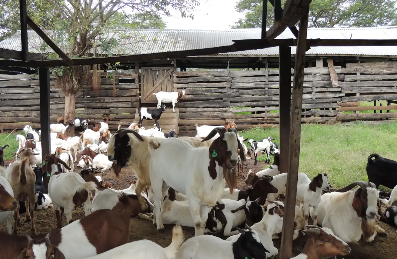 Goats at Nimukama Mixed Farm