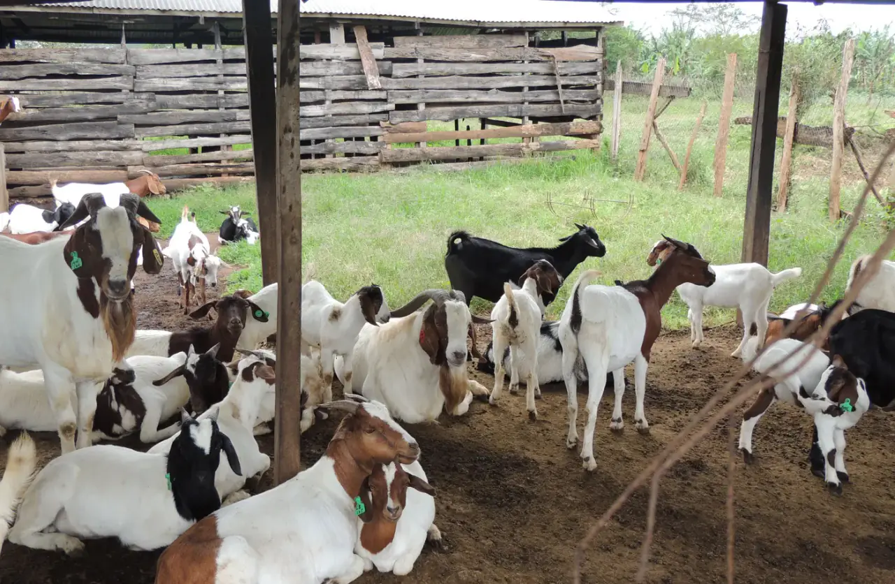 Goats at Nimukama Mixed Farm