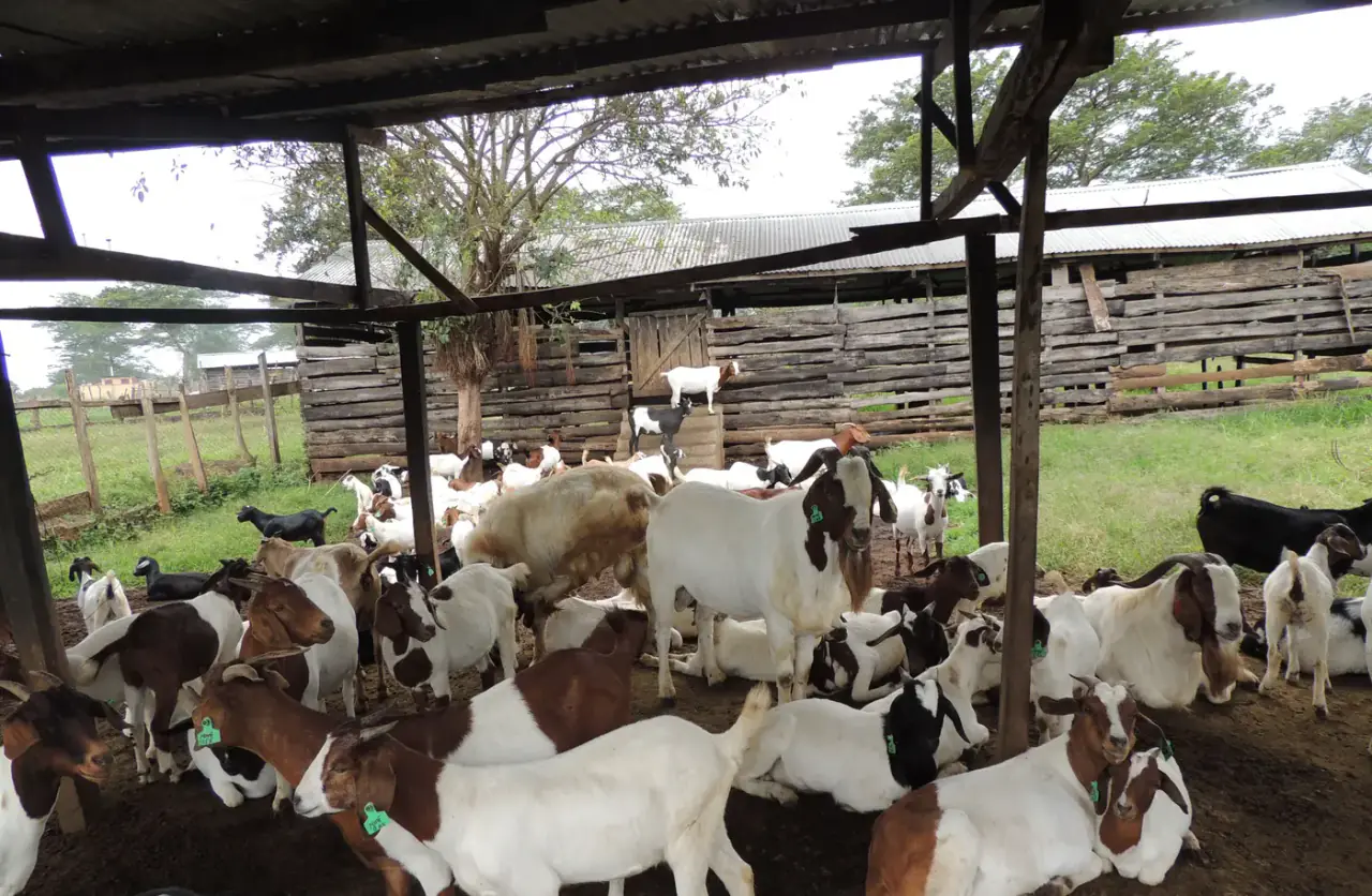 Mubende goats