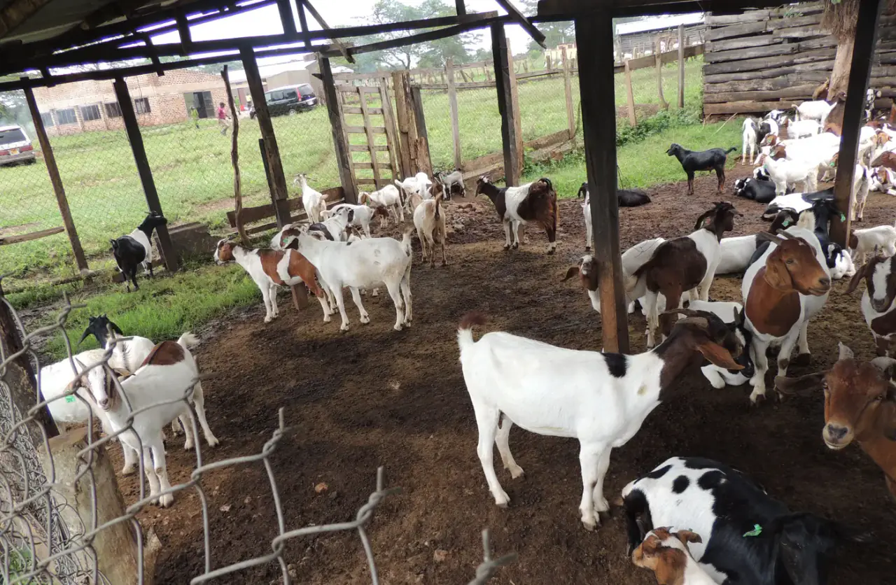 Goats at Nimukama Mixed Farm