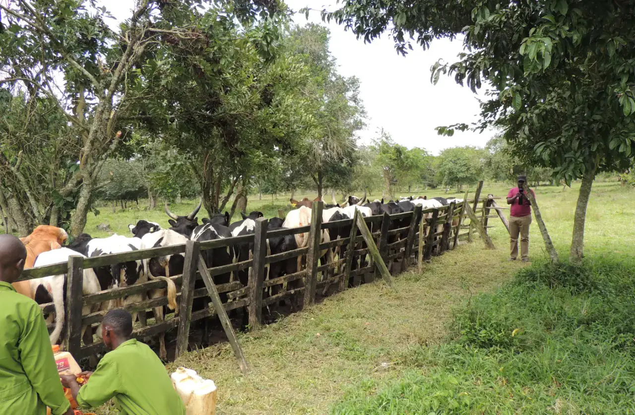 Cattle at Nimukama Mixed Farm