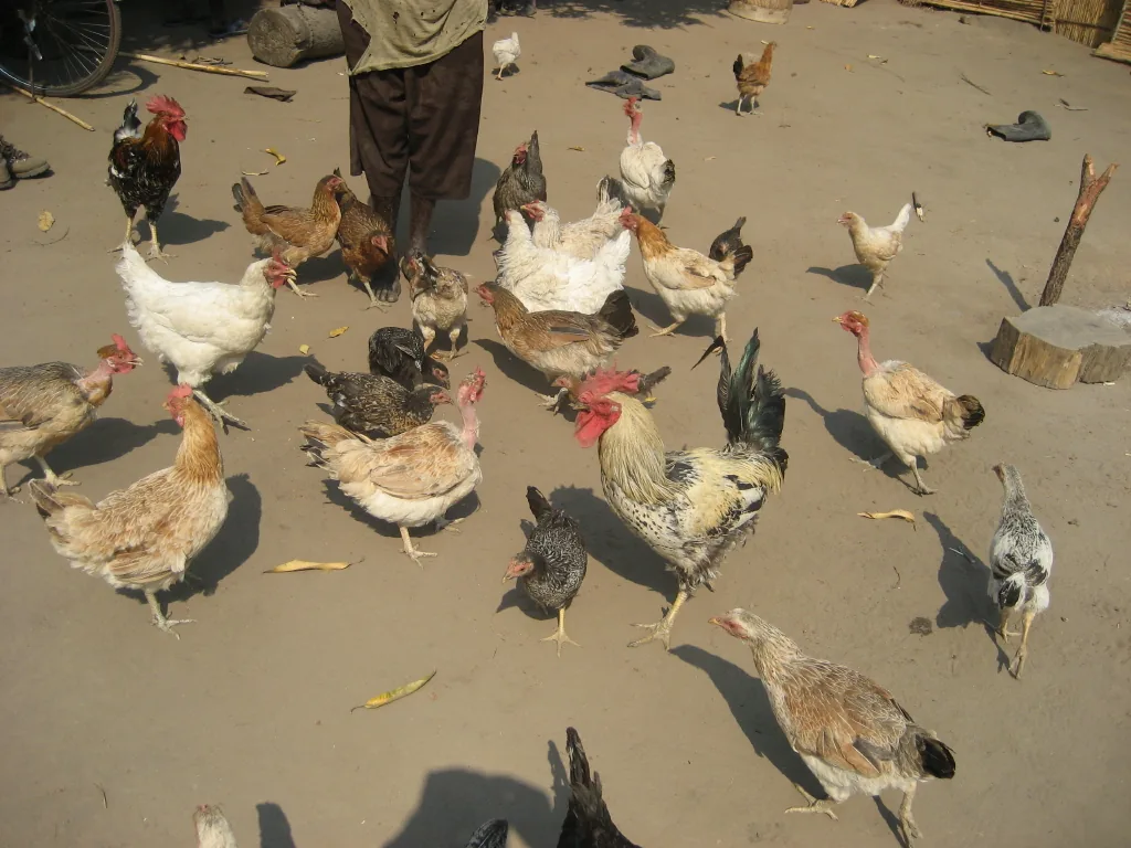 Small free-ranging flock of local chickens in a homestead yard, representative of local free-range poultry