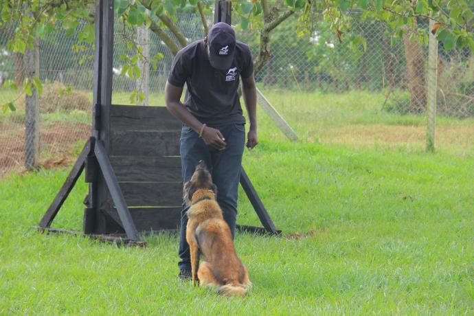Obedience & Command Training