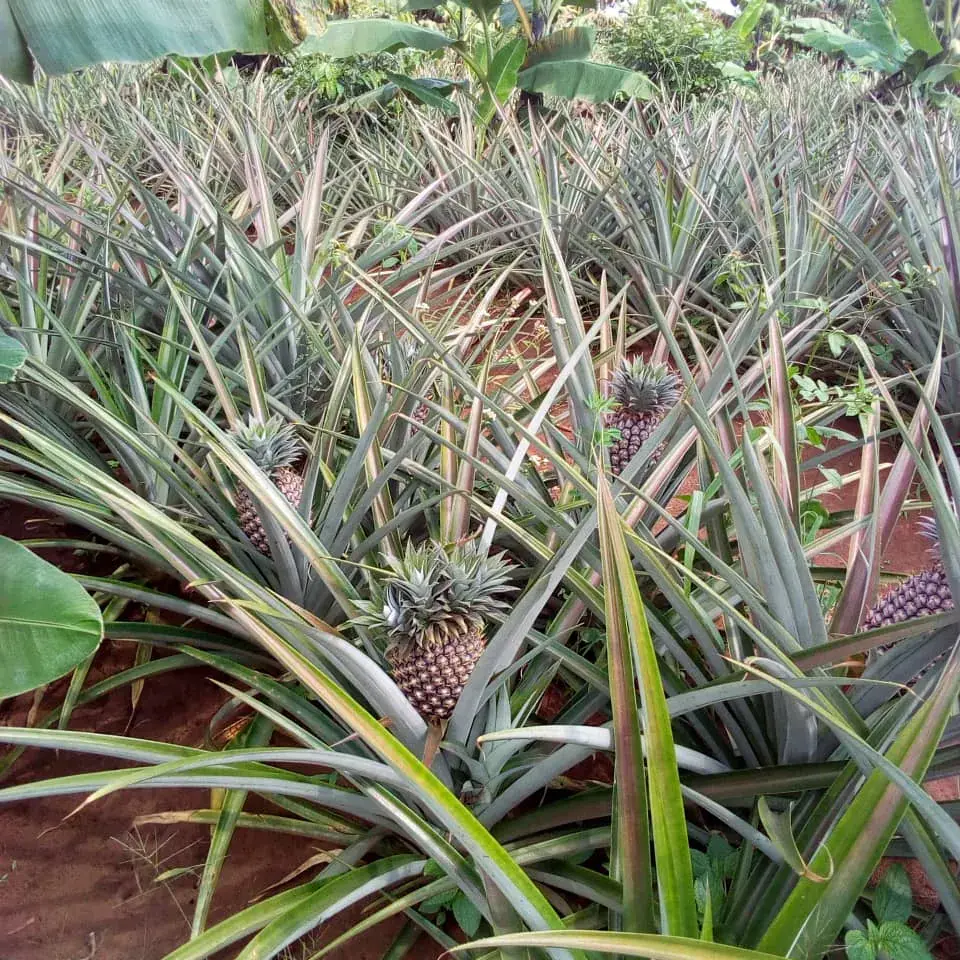Pineapples at Nimukama Mixed Farm, Kyankwanzi