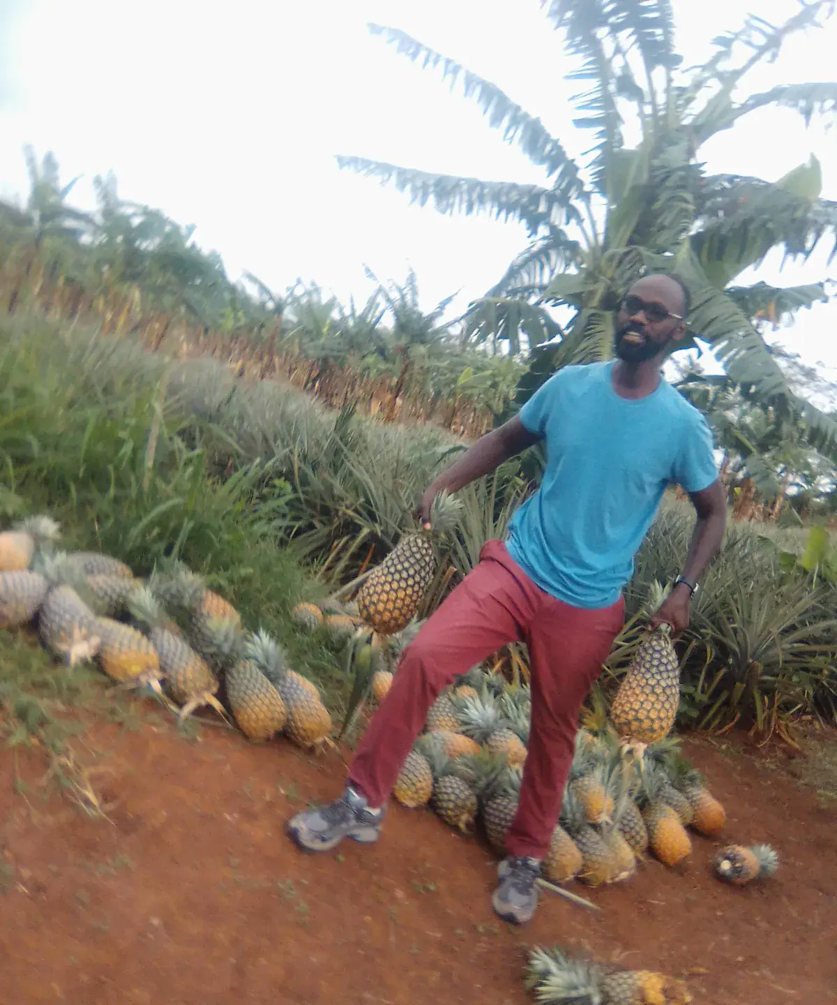 Pineapple, banana & fruit plots · Kyankwanzi