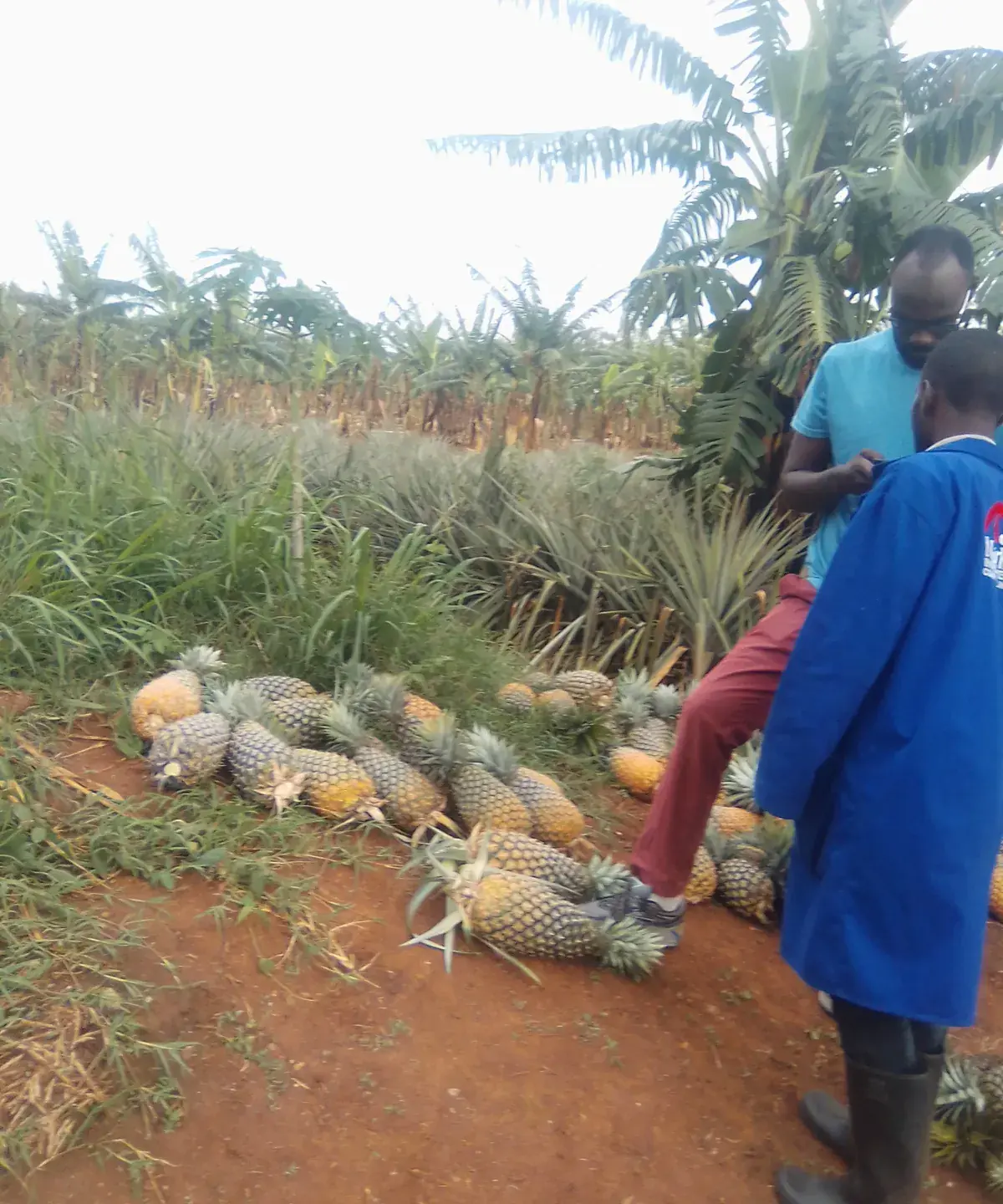 Pineapple, banana & fruit plots · Kyankwanzi