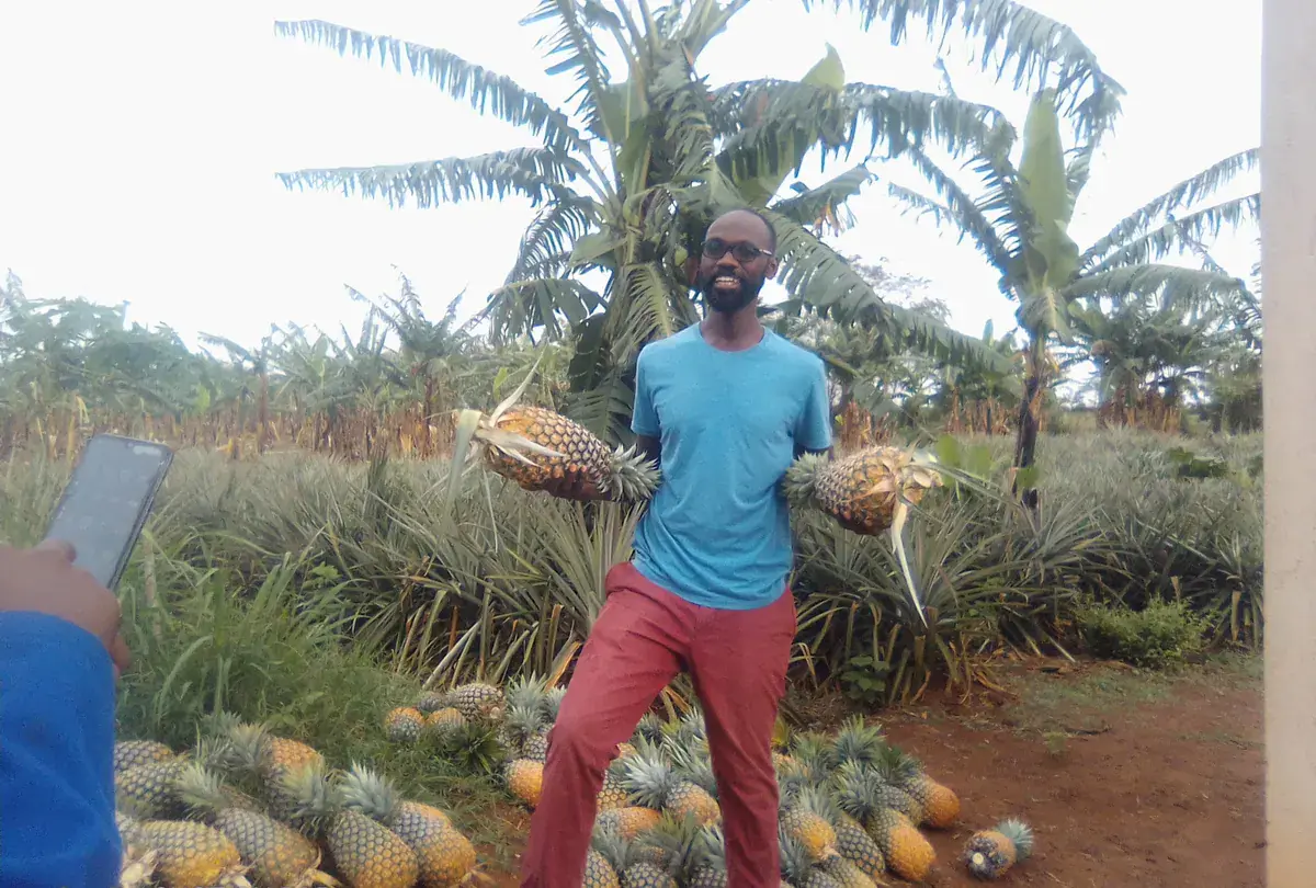 Pineapples at Nimukama Mixed Farm, Kyankwanzi